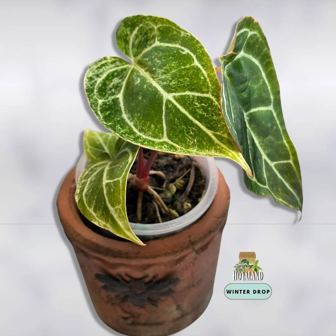 Established Anthurium crystallinum Platinum showing silver veins and blister variegation with pink orange emergence
