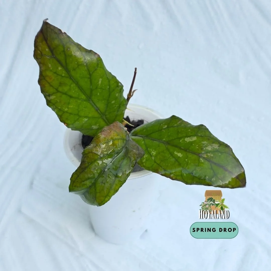 Hoya takengon wavy.jpg