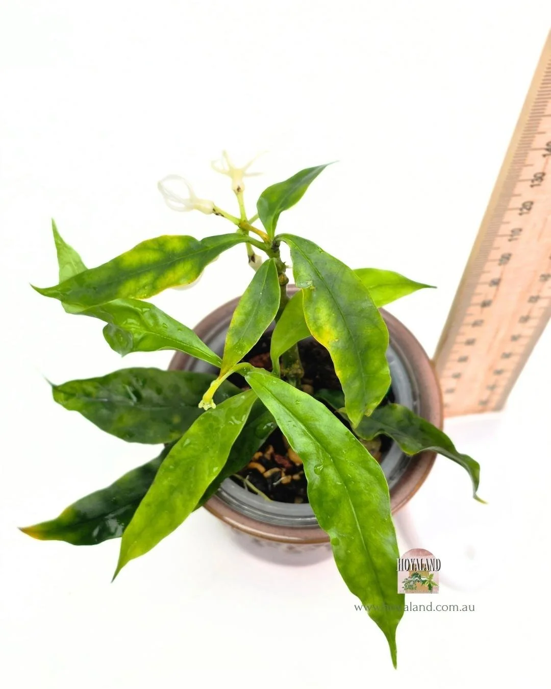 Hoya decipulae (4).jpg