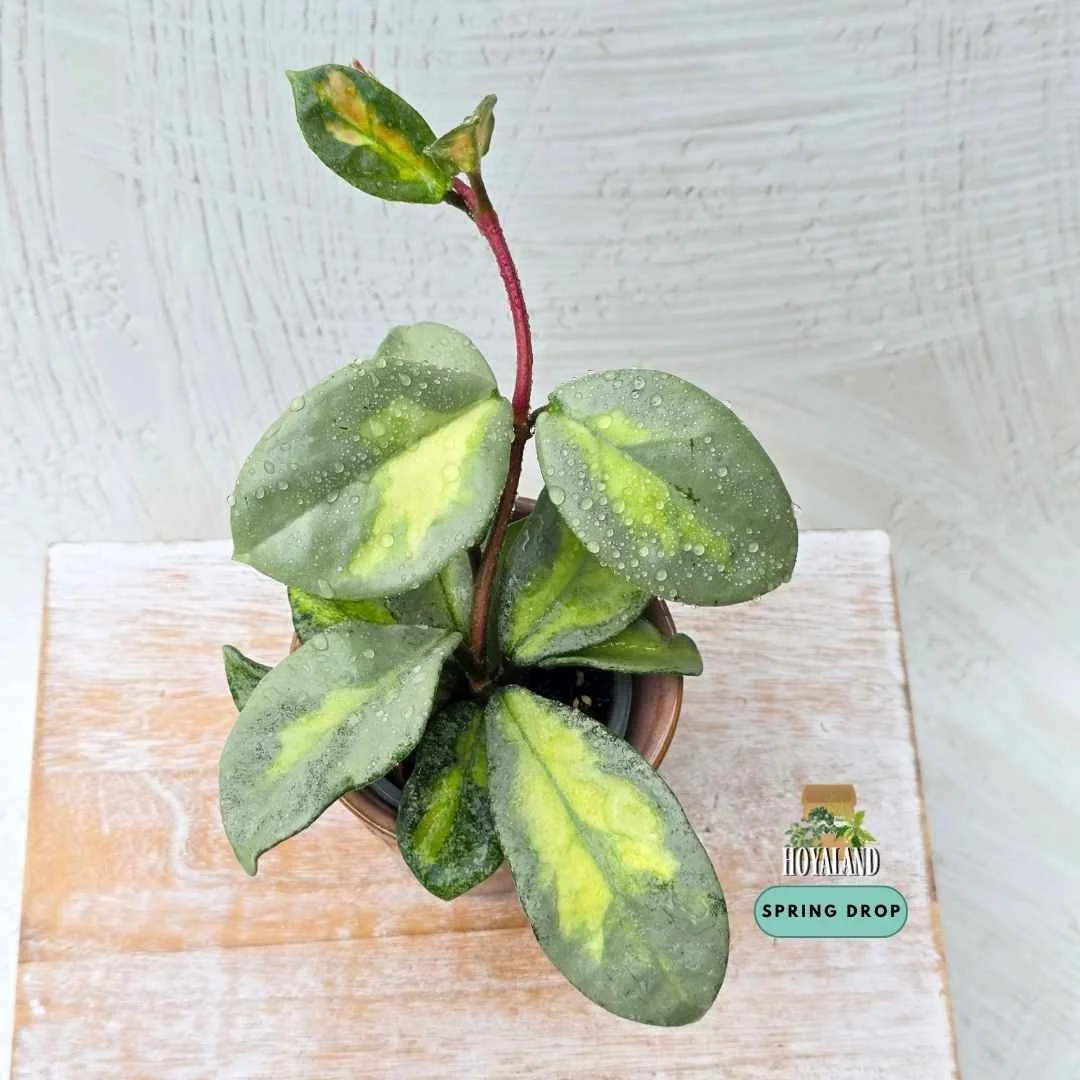 Hoya carnosa argentea princess (8).jpg