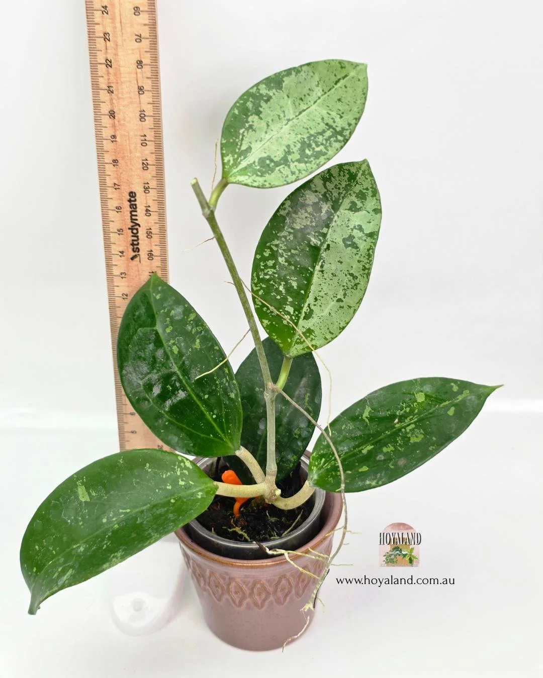 Hoya potsii splash (4).jpg