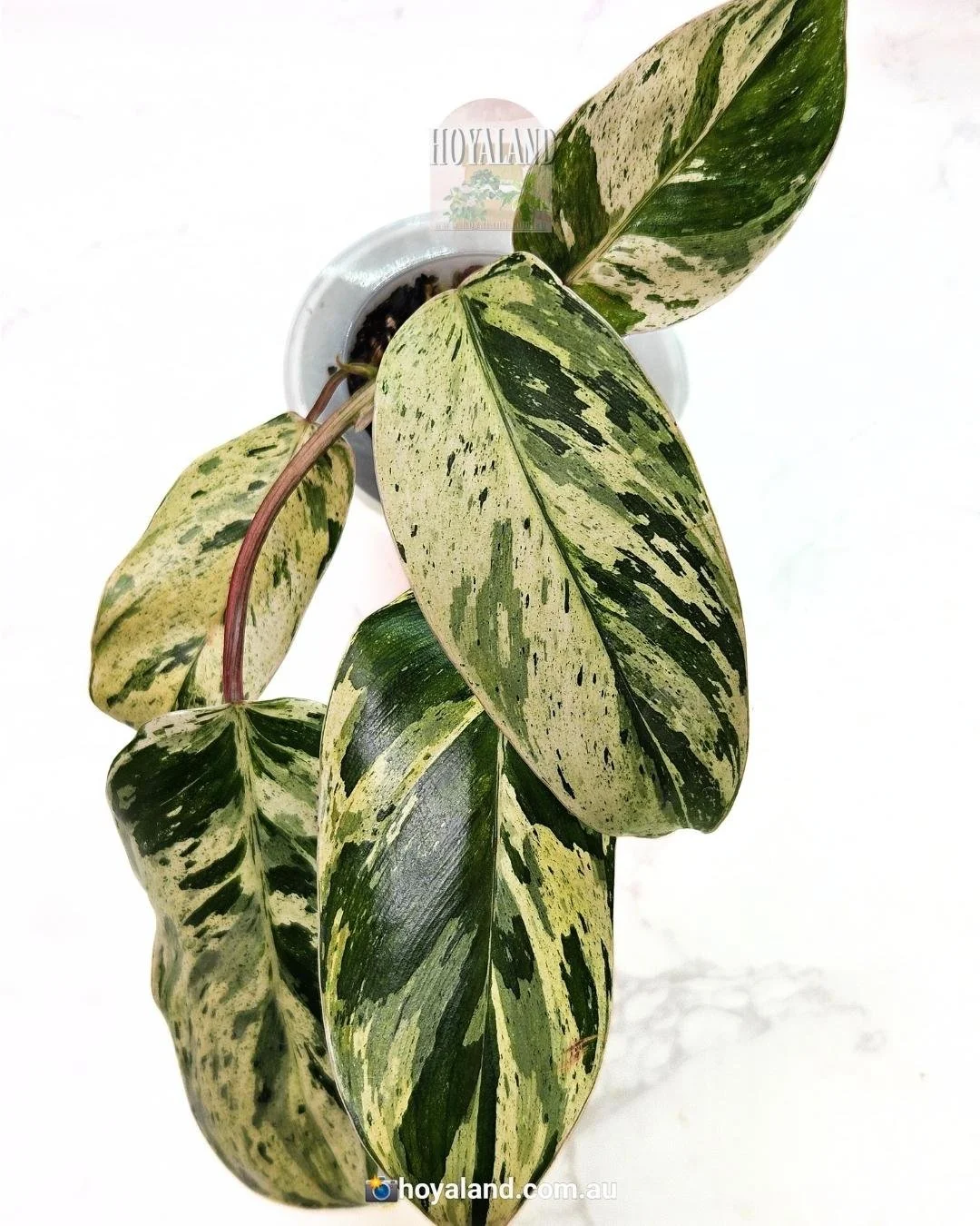 Philodendron Emerald Queen Variegated | Large 🐝