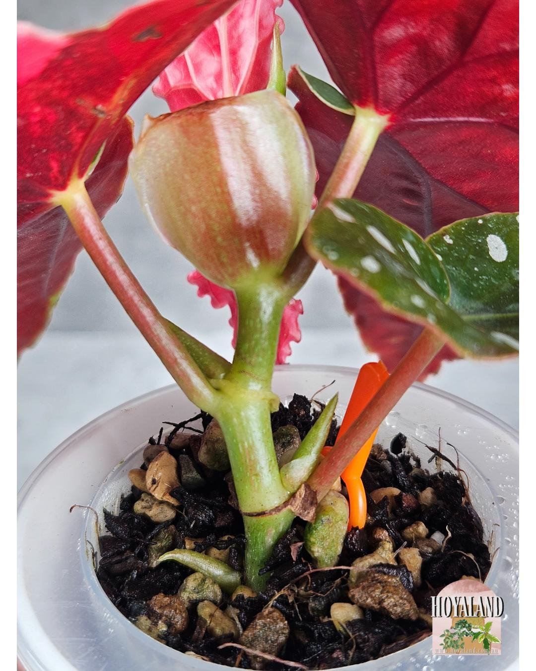 Begonia maculata wightii var (10).jpg
