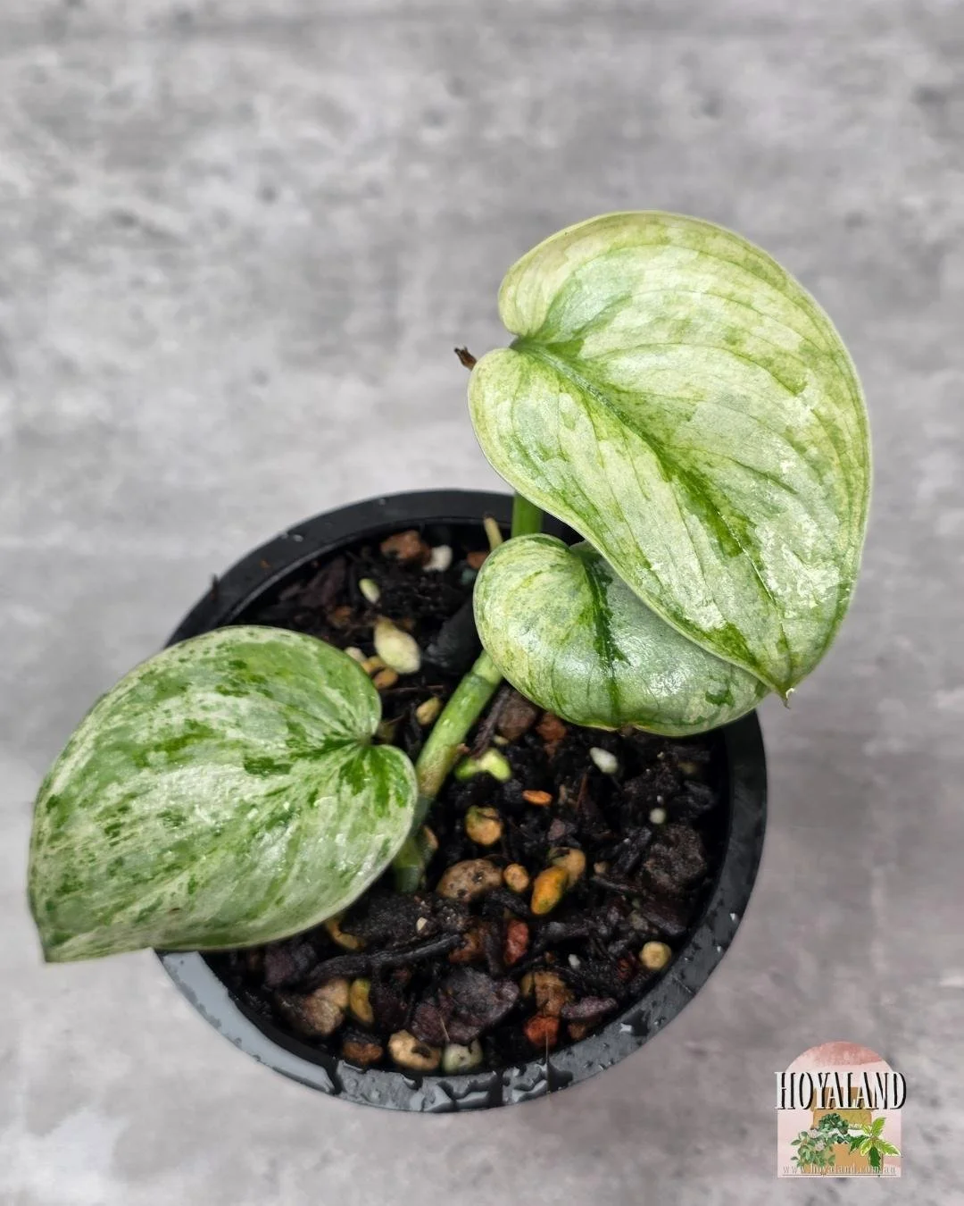 Scindapsus Tembaga (3).jpg