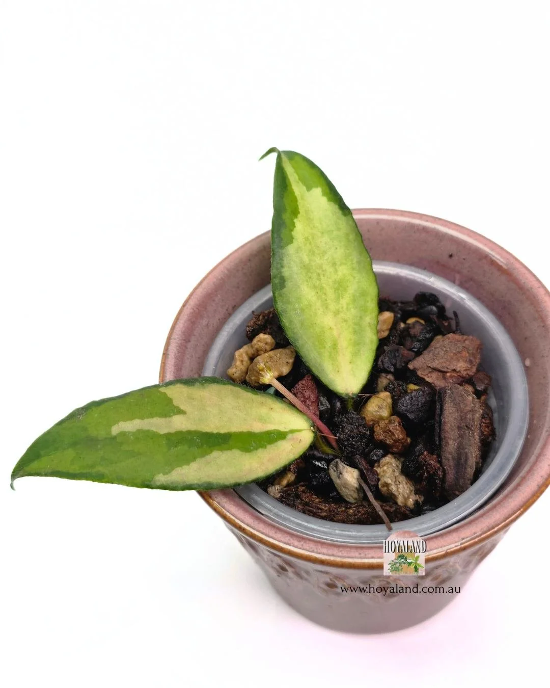 Hoya caudata variegata (4).jpg
