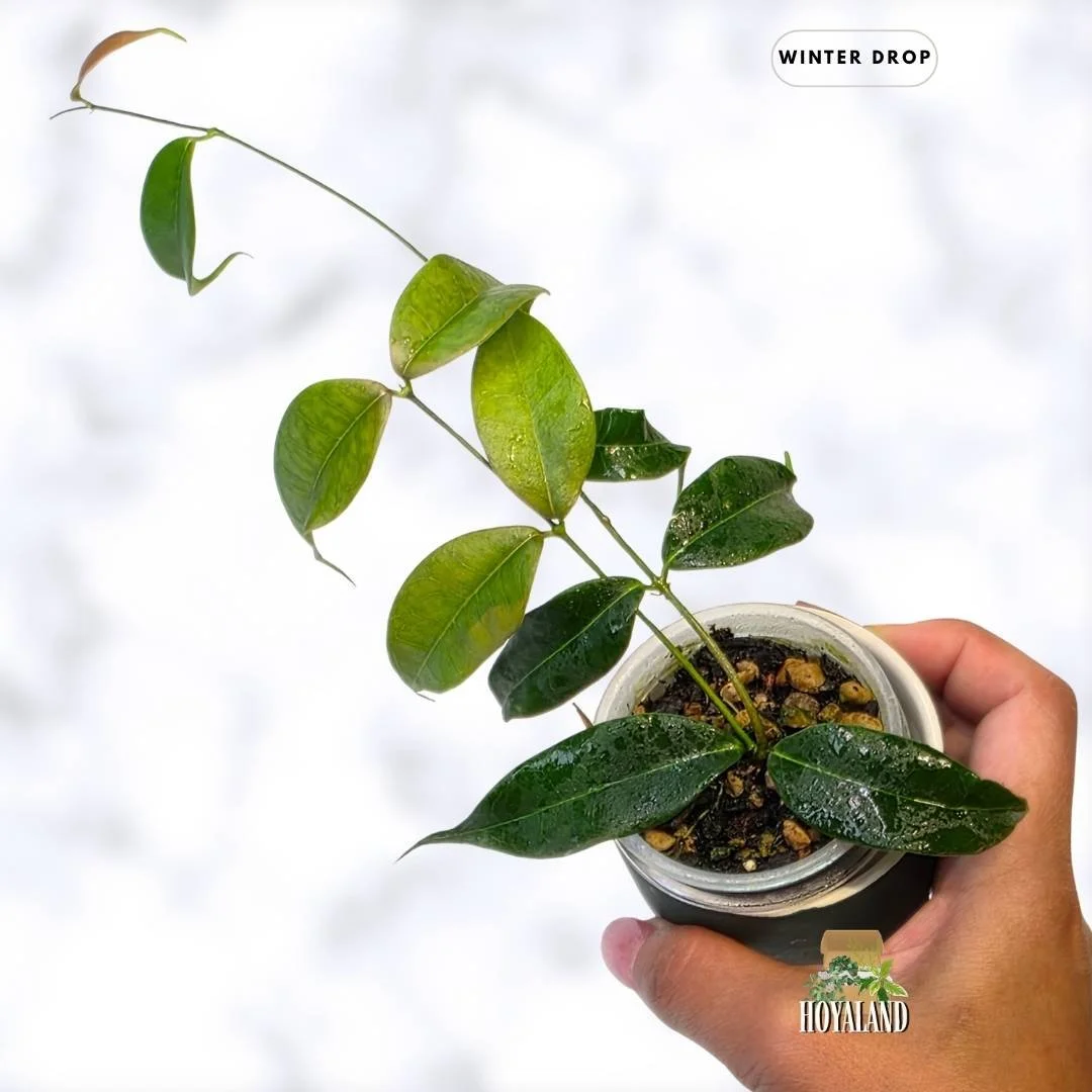 Hoya medusa | Rare Miniature Shrub-Like Fragrant Hoya B