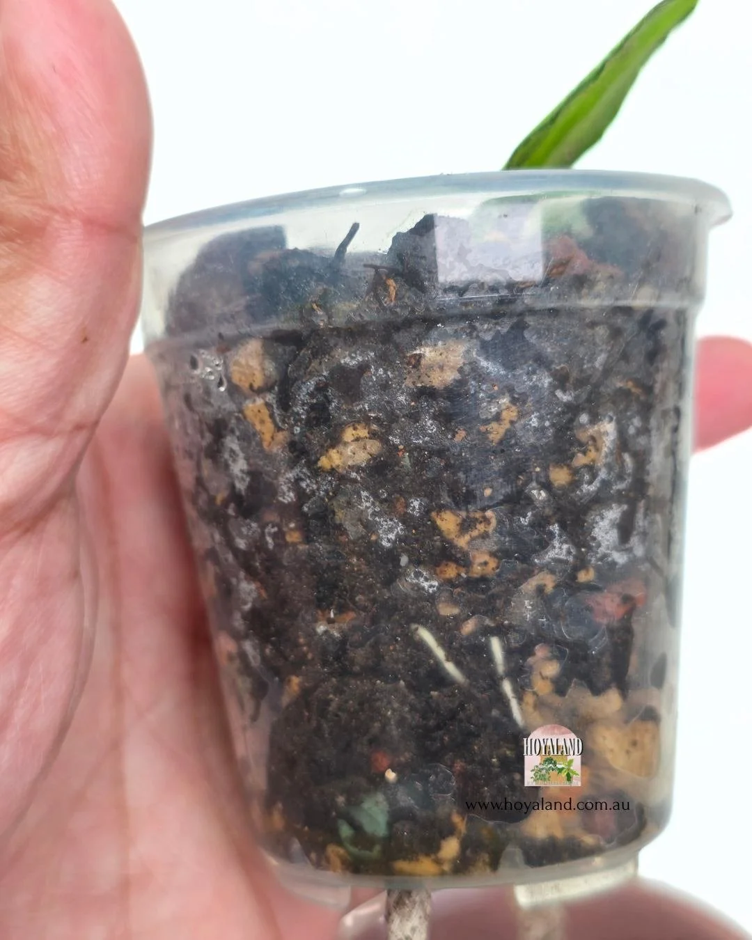 Hoya caudata variegata (5).jpg