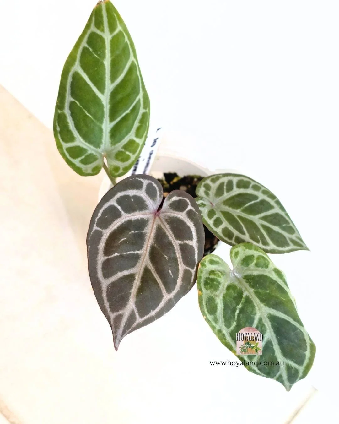 Anthurium RCx (2).jpg