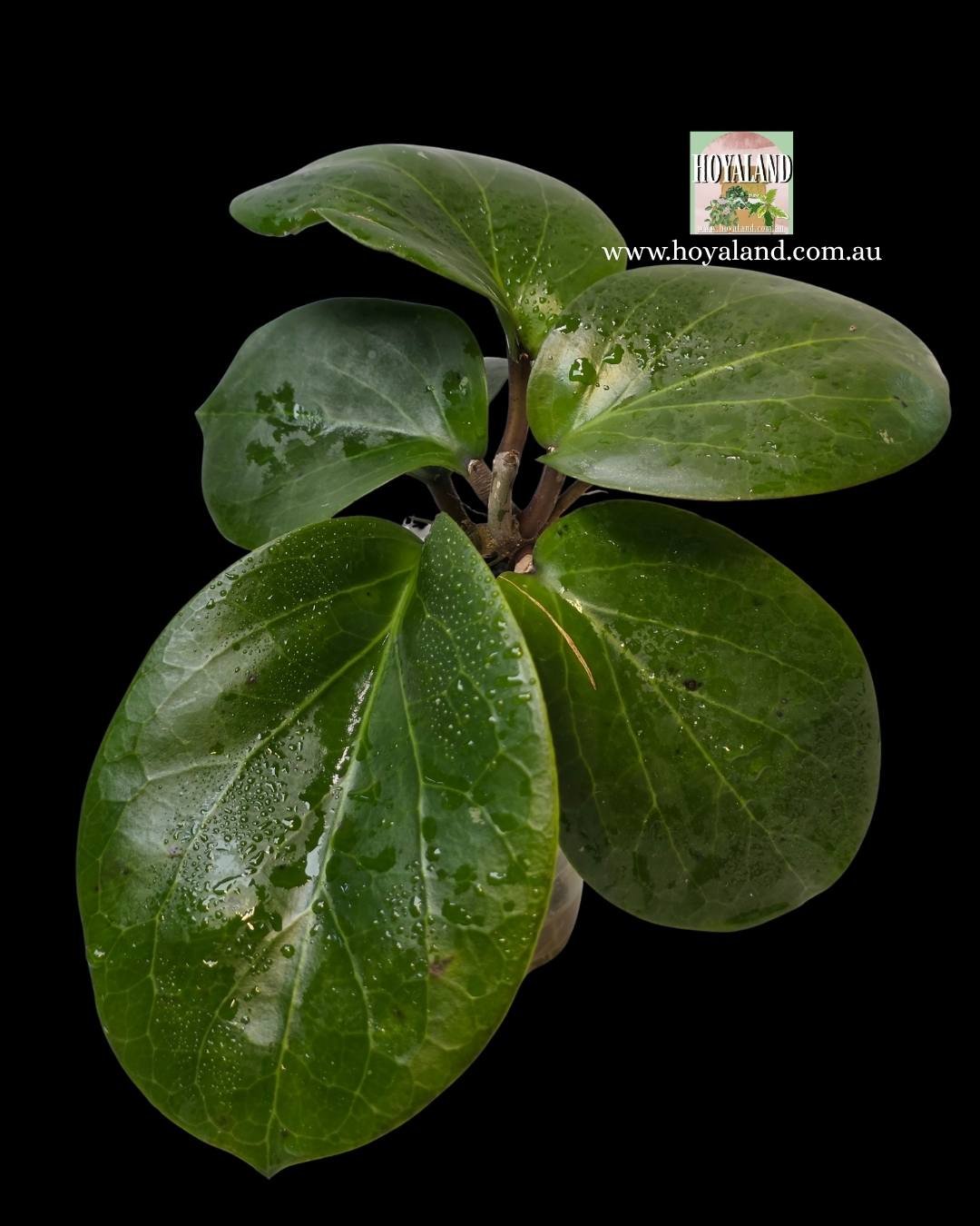 Hoya Rhiannon (2).jpg