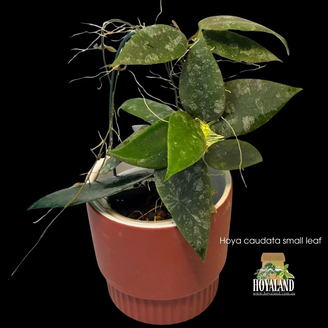 ⛄ Uncommon Hoya caudata small leaf variety