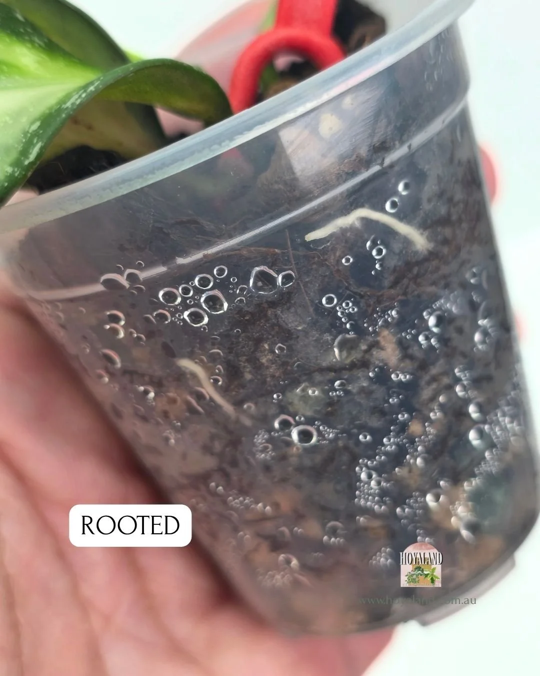 Hoya nabawanensis variegata  rooted (4).jpg