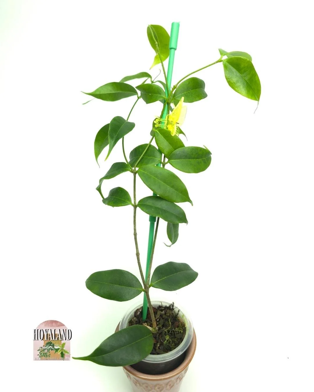 Hoya medusa large (4).jpg