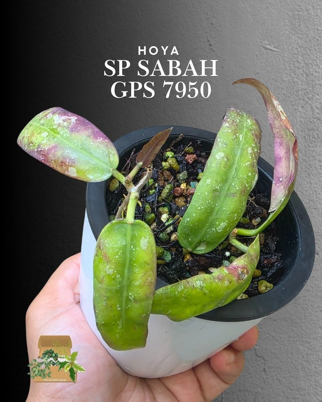 Hoya sp Sabah GPS 7950 (5).jpg