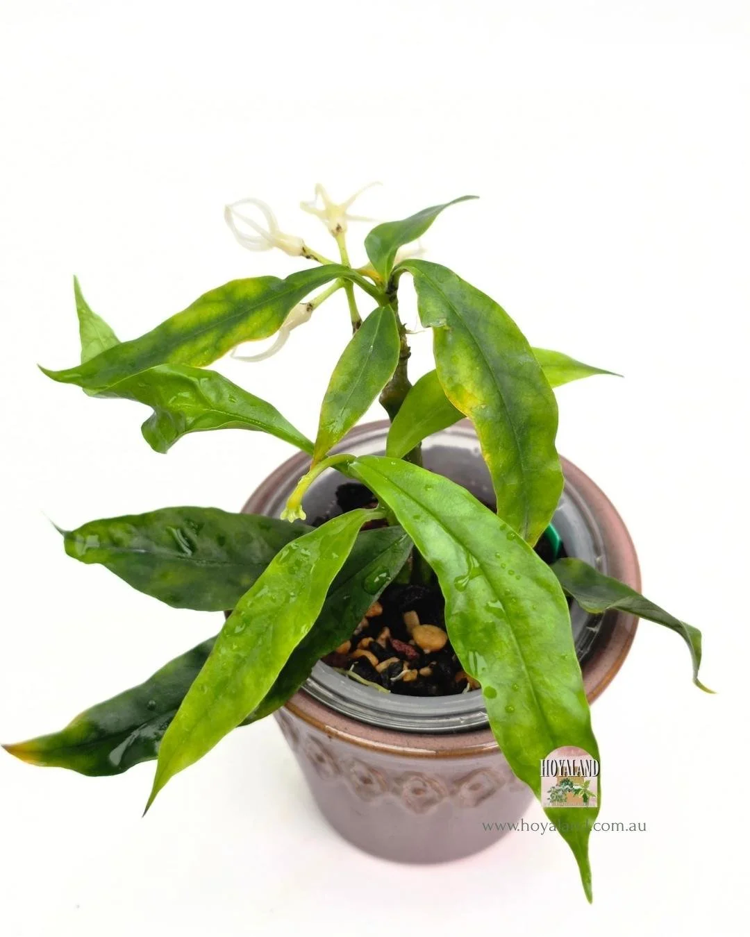 Hoya decipulae (3).jpg