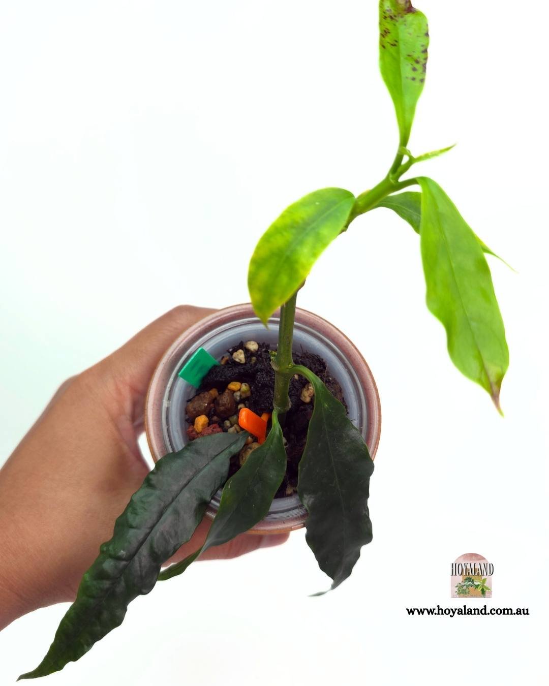 Hoya decipulae (4).jpg