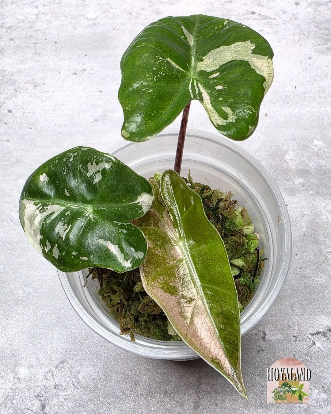 🌞 Alocasia Pseudosanderiana  Pink Corm Grown TC 🎇