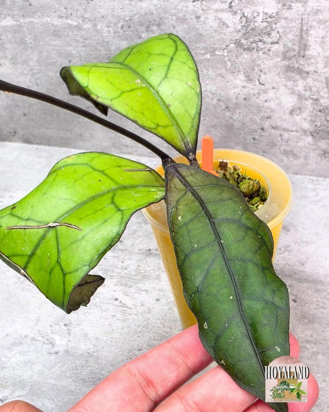 Hoya finlaysonii tabalong (7).jpg