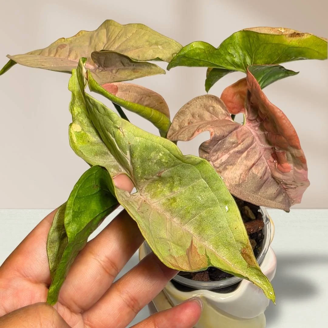 Established Syngonium Double Pink showing intense Pink Splash mutation across deep green arrowhead foliage
