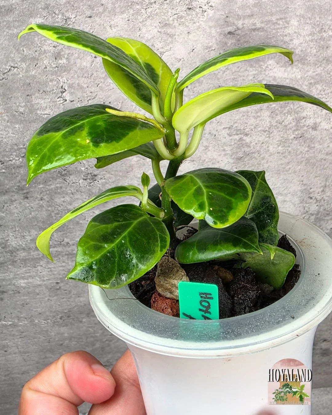 Hoya obscura albo (3).jpg