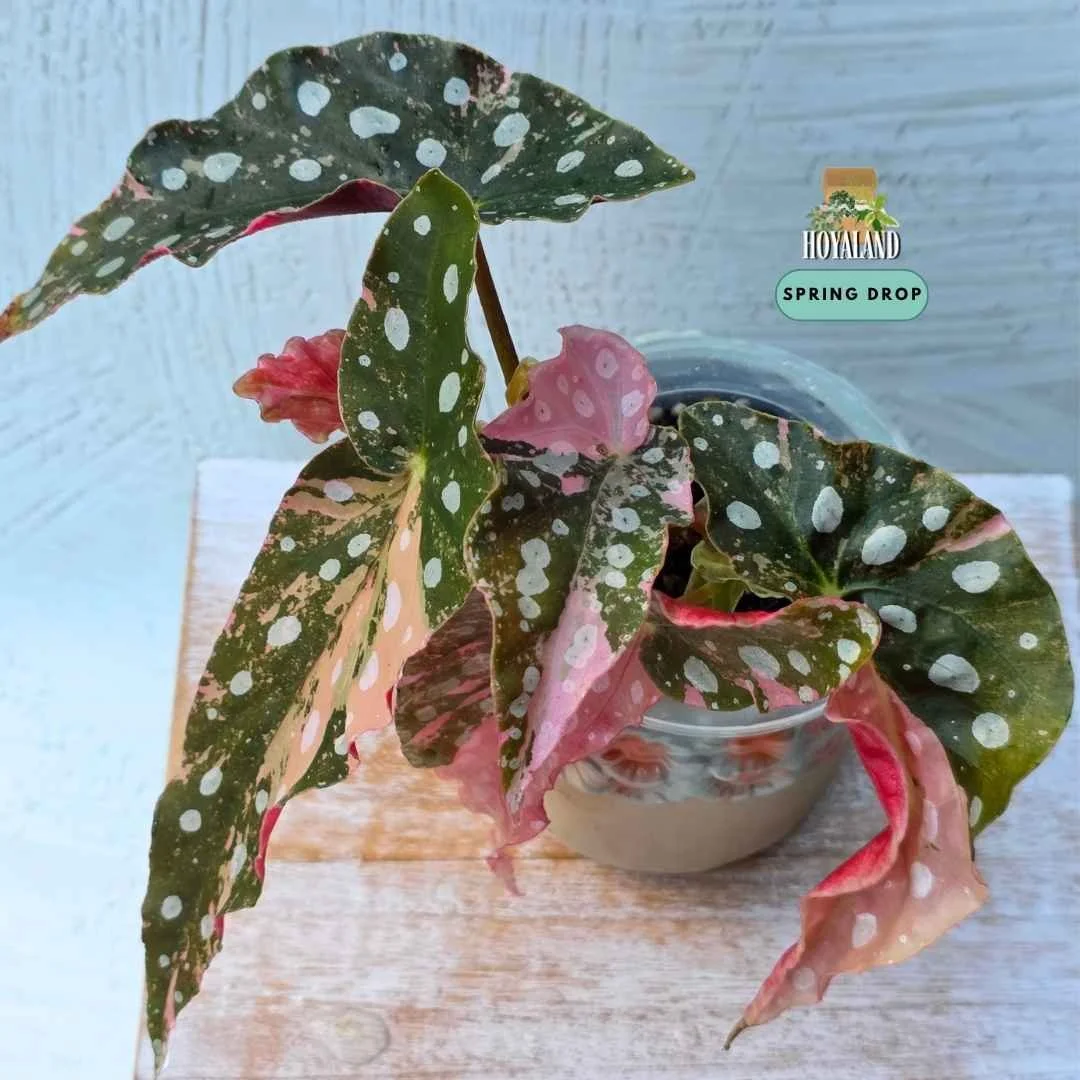 Begonia maculata variegata wightii (5).jpg