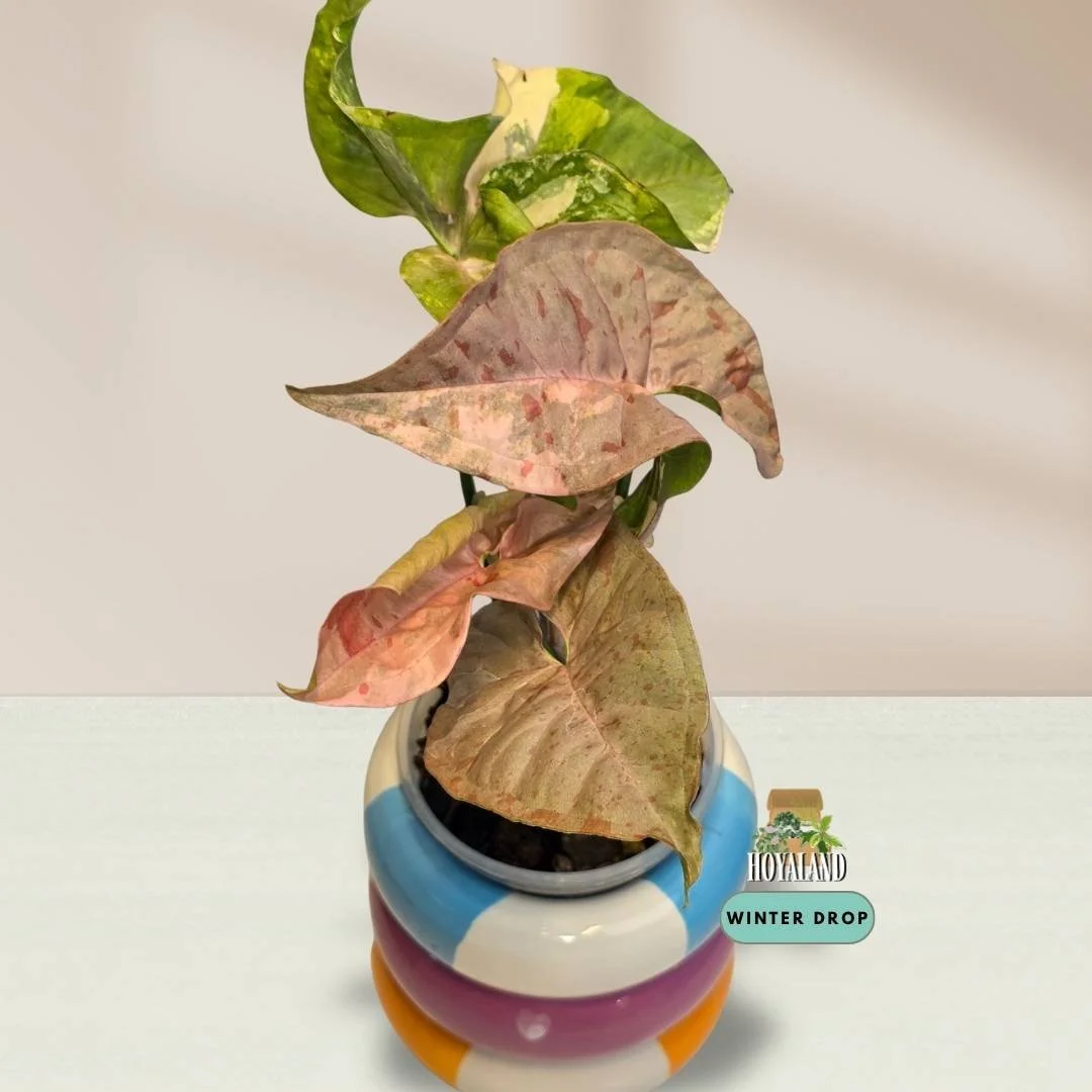 Established Syngonium Double Pink showing intense Pink Splash mutation across deep green arrowhead foliage