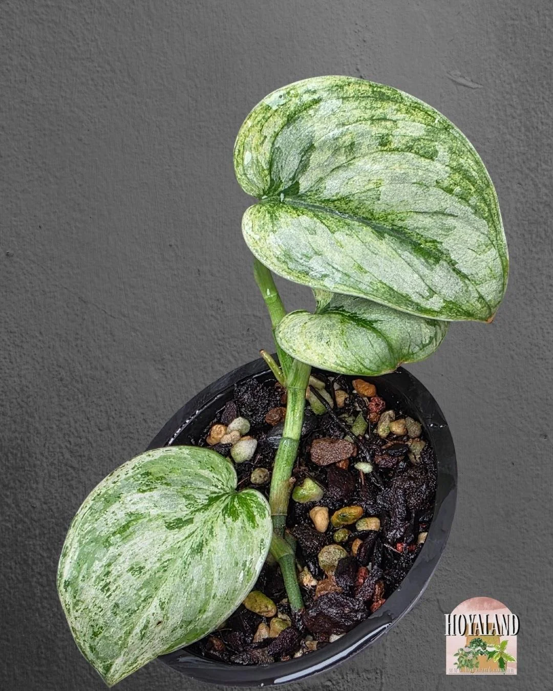 🌞 Rare Scindapsus Exotica Tembaga  🎇