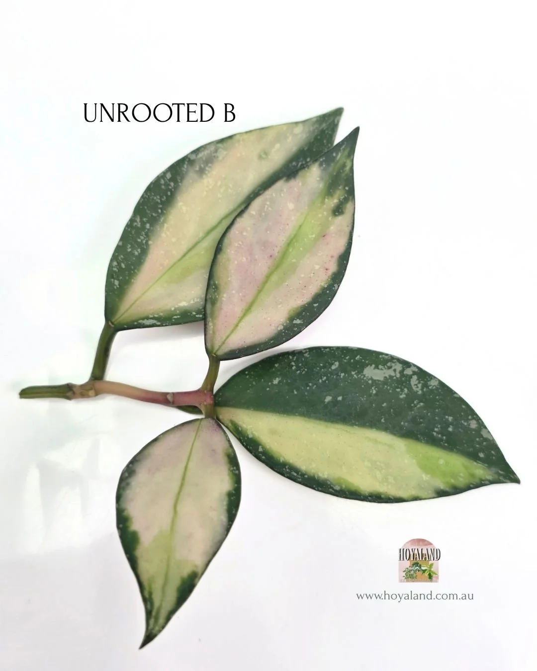 Hoya nabawanensis variegata cutting.jpg