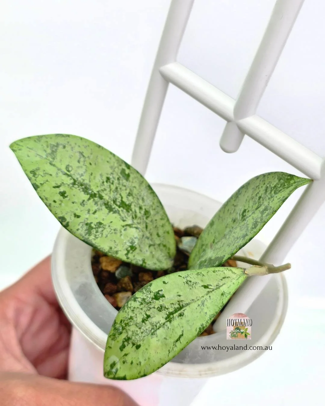 🍂 Hoya crassipetiolata x 'Michele' Silver - Small