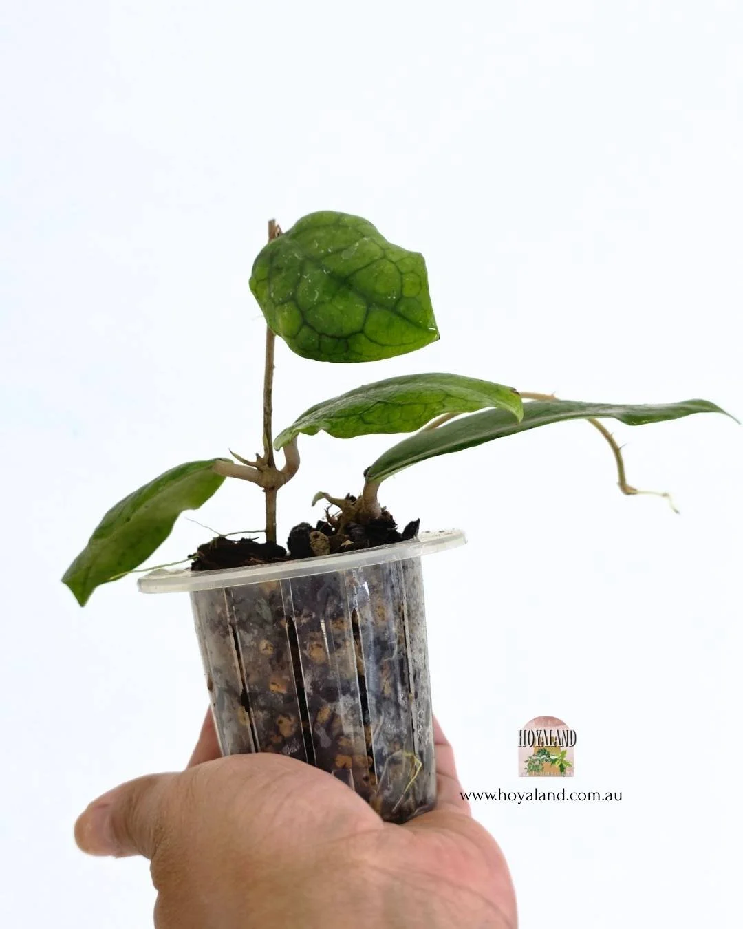 Hoya erythrina x (2).jpg