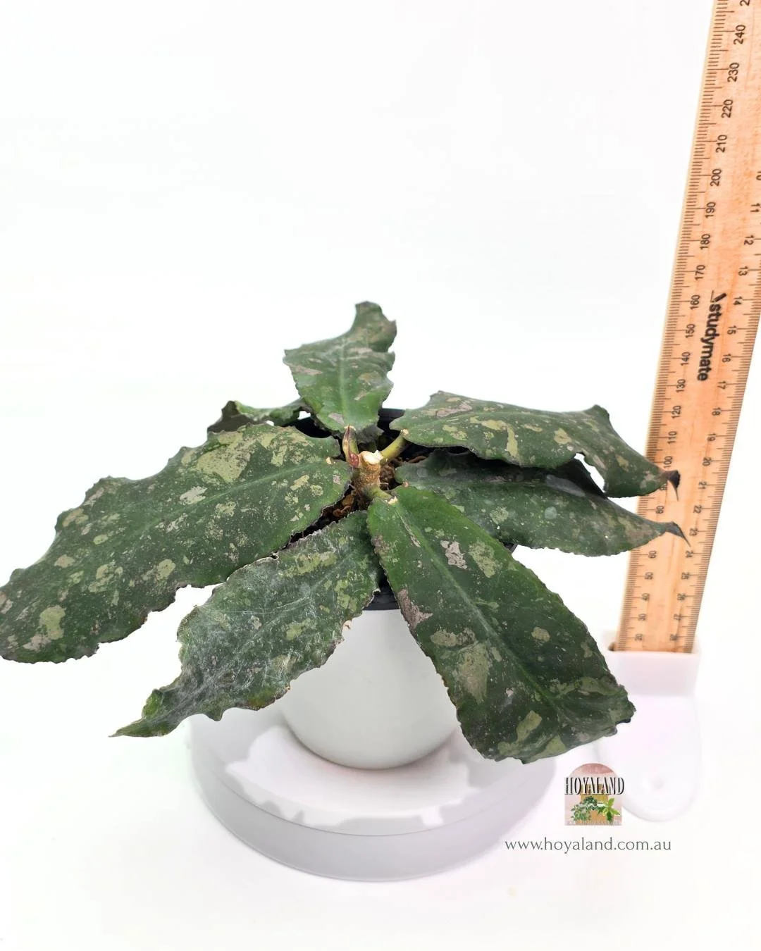 Hoya undulata (4).jpg