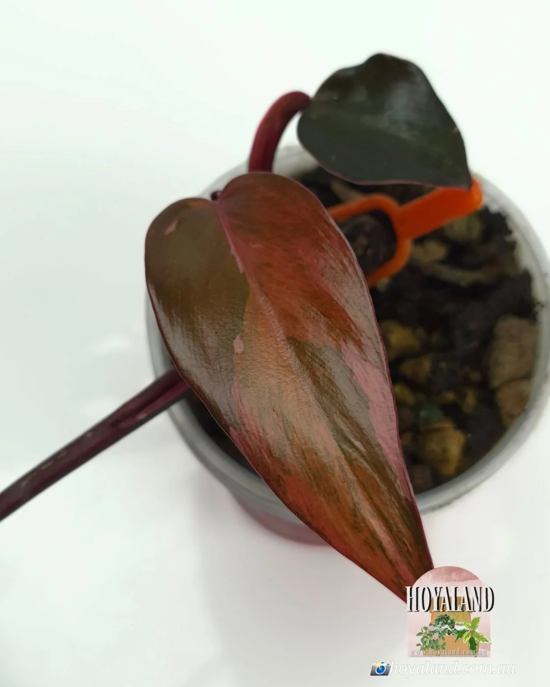 Philodendron fire princess (5).jpg