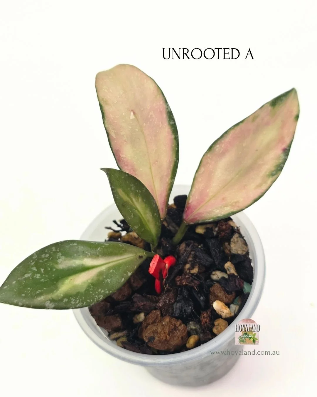 Hoya nabawanensis variegata (5).jpg