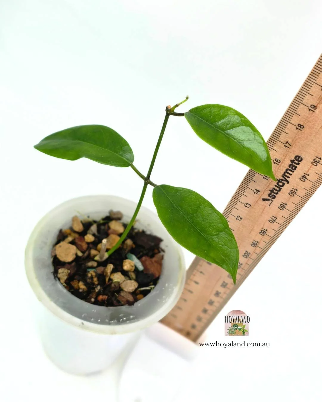 Hoya desveouxensis.jpg