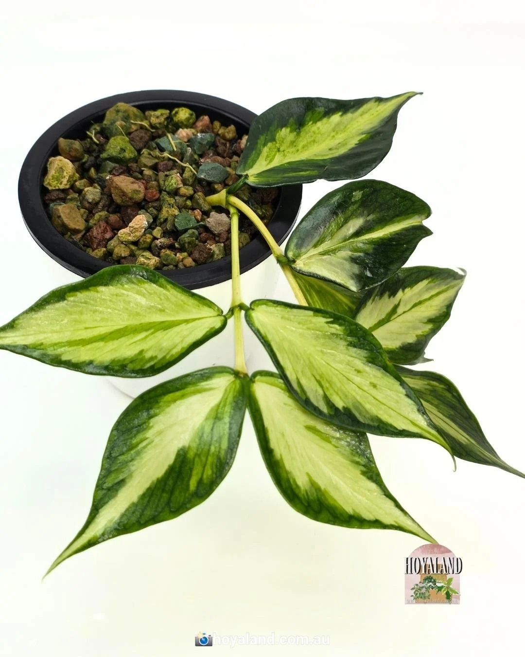 Hoya polyneura variegata (3).jpg