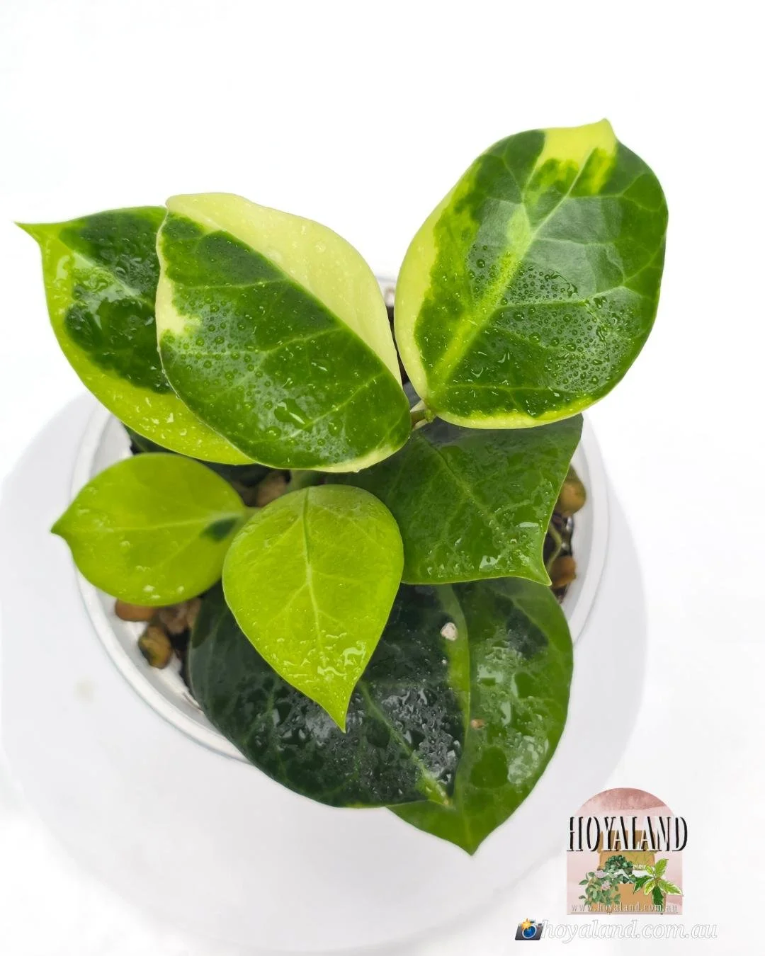 Hoya obscura albo (6).jpg