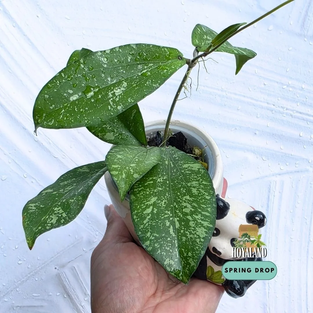Hoya erythrina splash (2).jpg