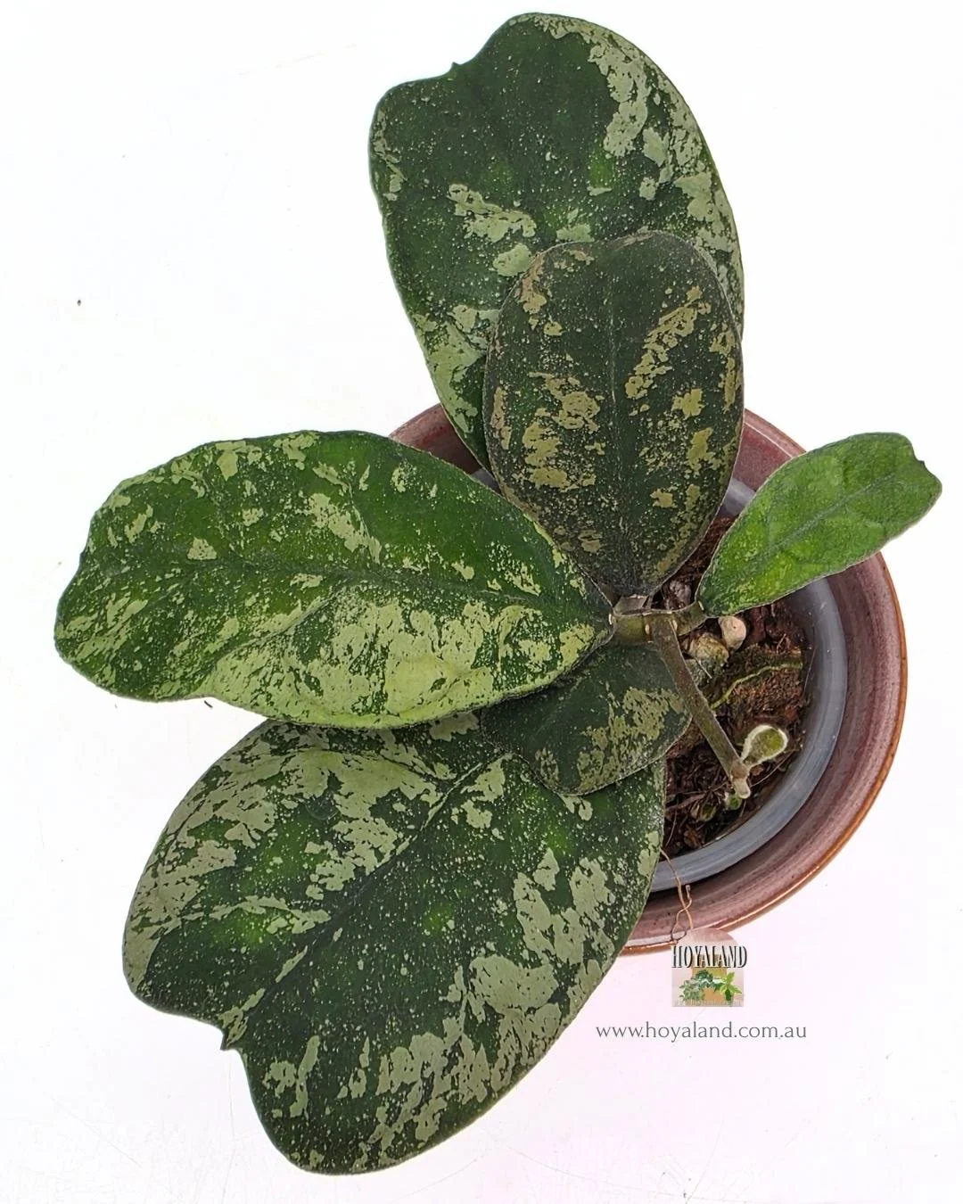 🍂 Hoya deykeae 'Morning Dew'