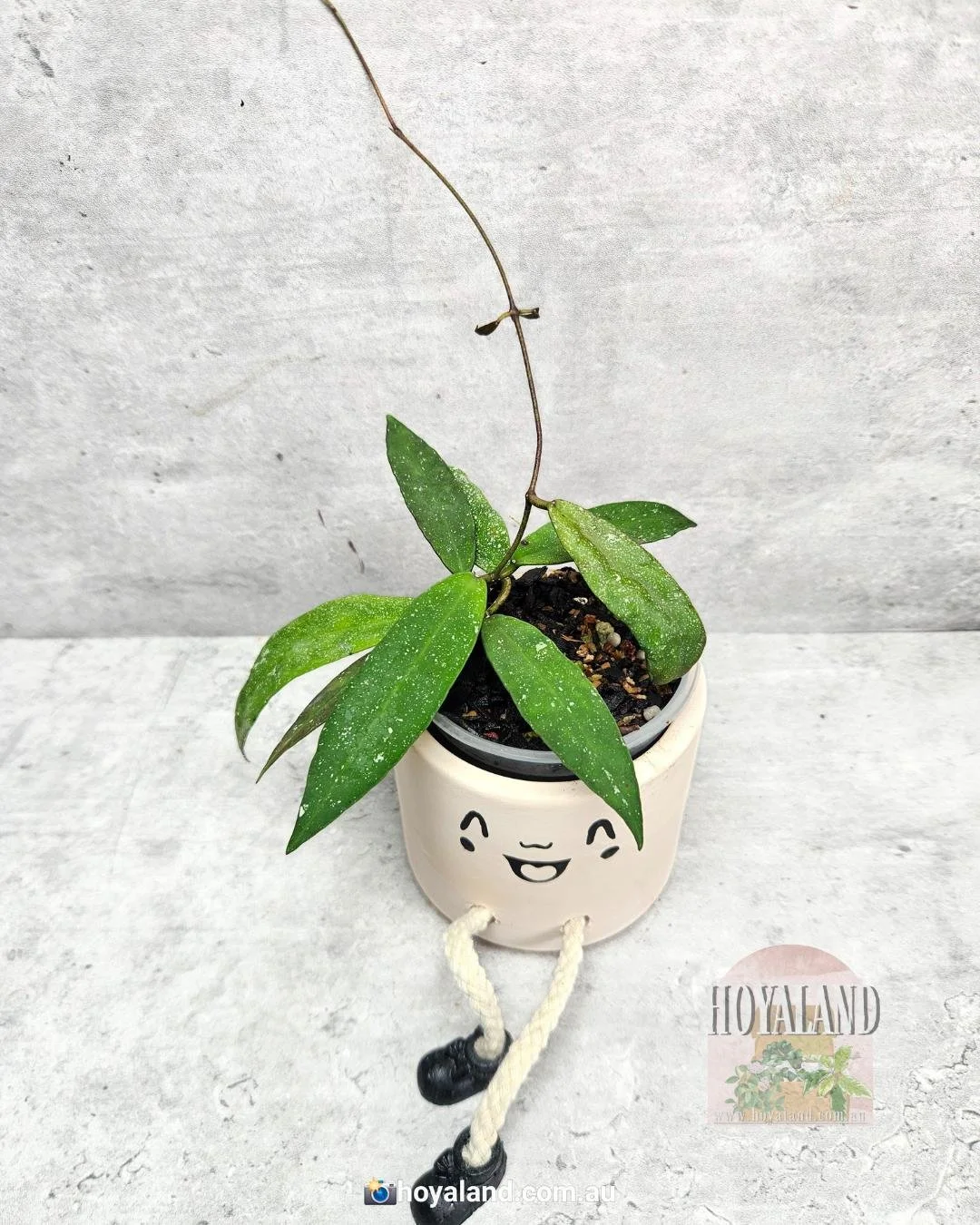 Hoya scortechinii ut 001 (1).jpg