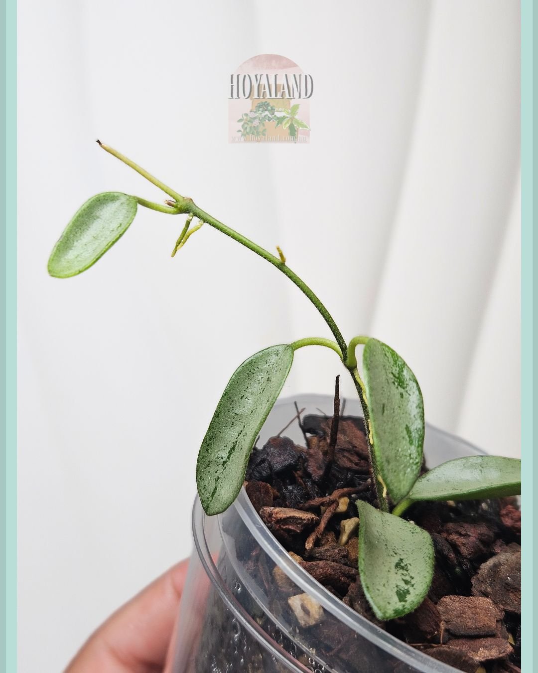 Hoya lima silver.jpg
