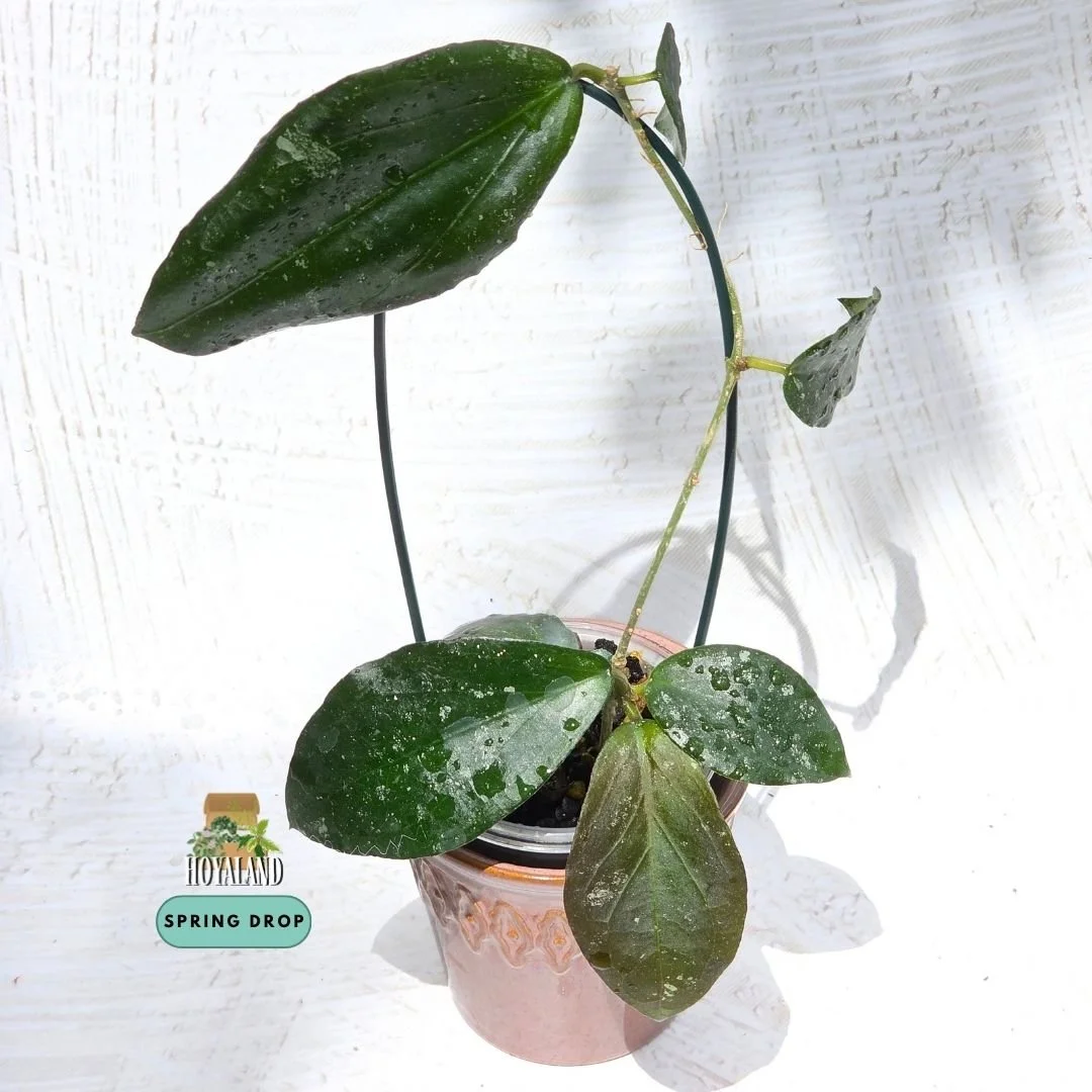Hoya caudata x erythrina (7).jpg