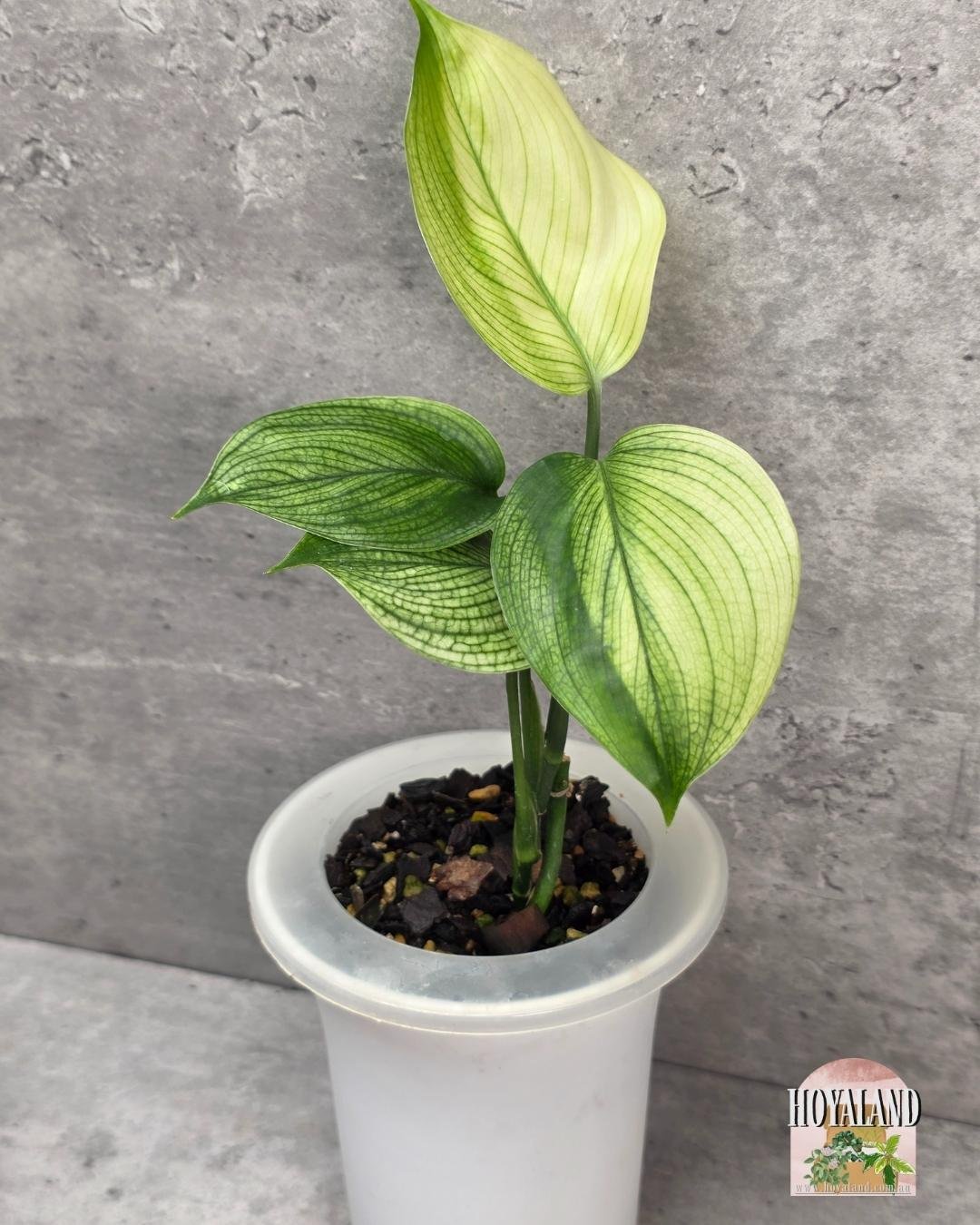 Scindapsus White Monster (2).jpg