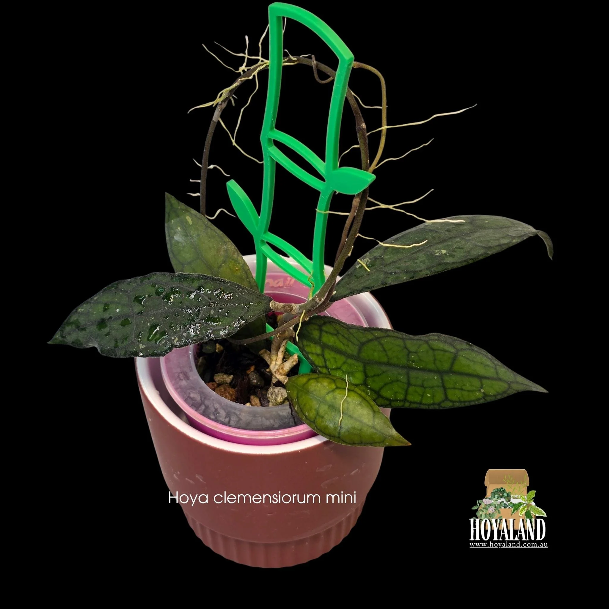 Hoya clemensiorum mini (2).jpg
