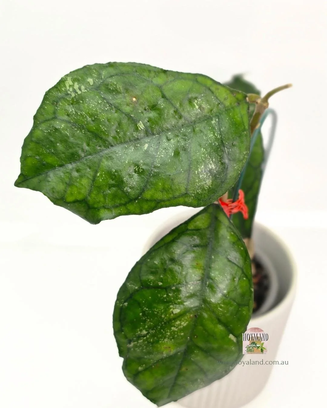 Hoya Svetlana (3).jpg