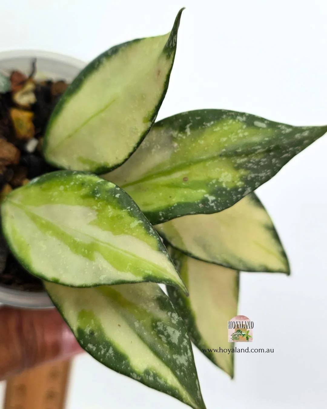 🍂 Rare Hoya Nabawanensis Variegata