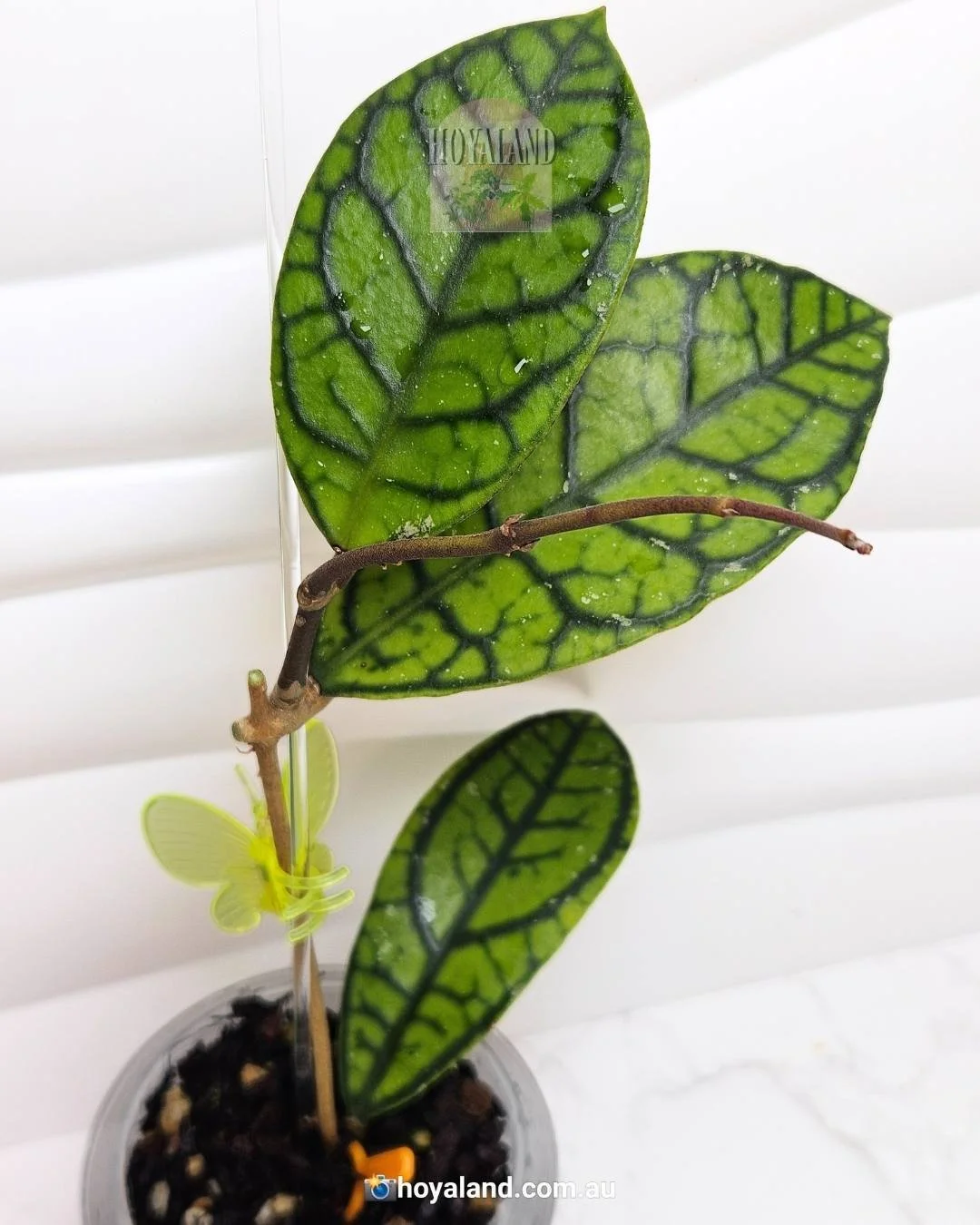 callistophylla vena (2).jpg