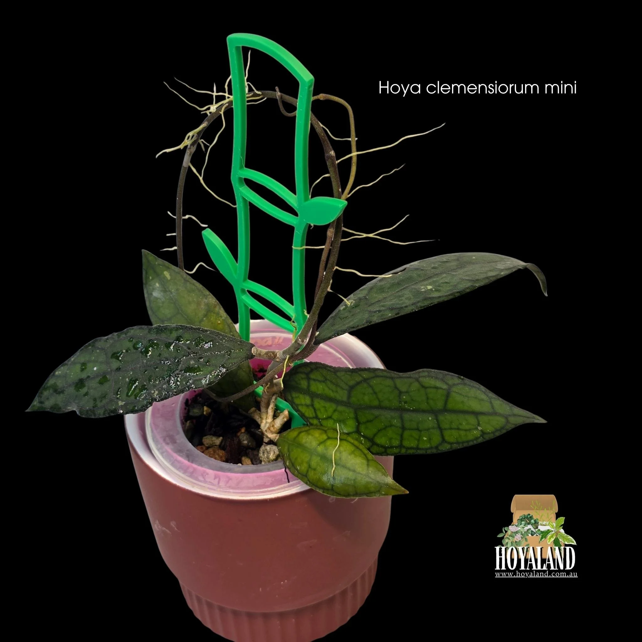 Hoya clemensiorum mini (5).jpg
