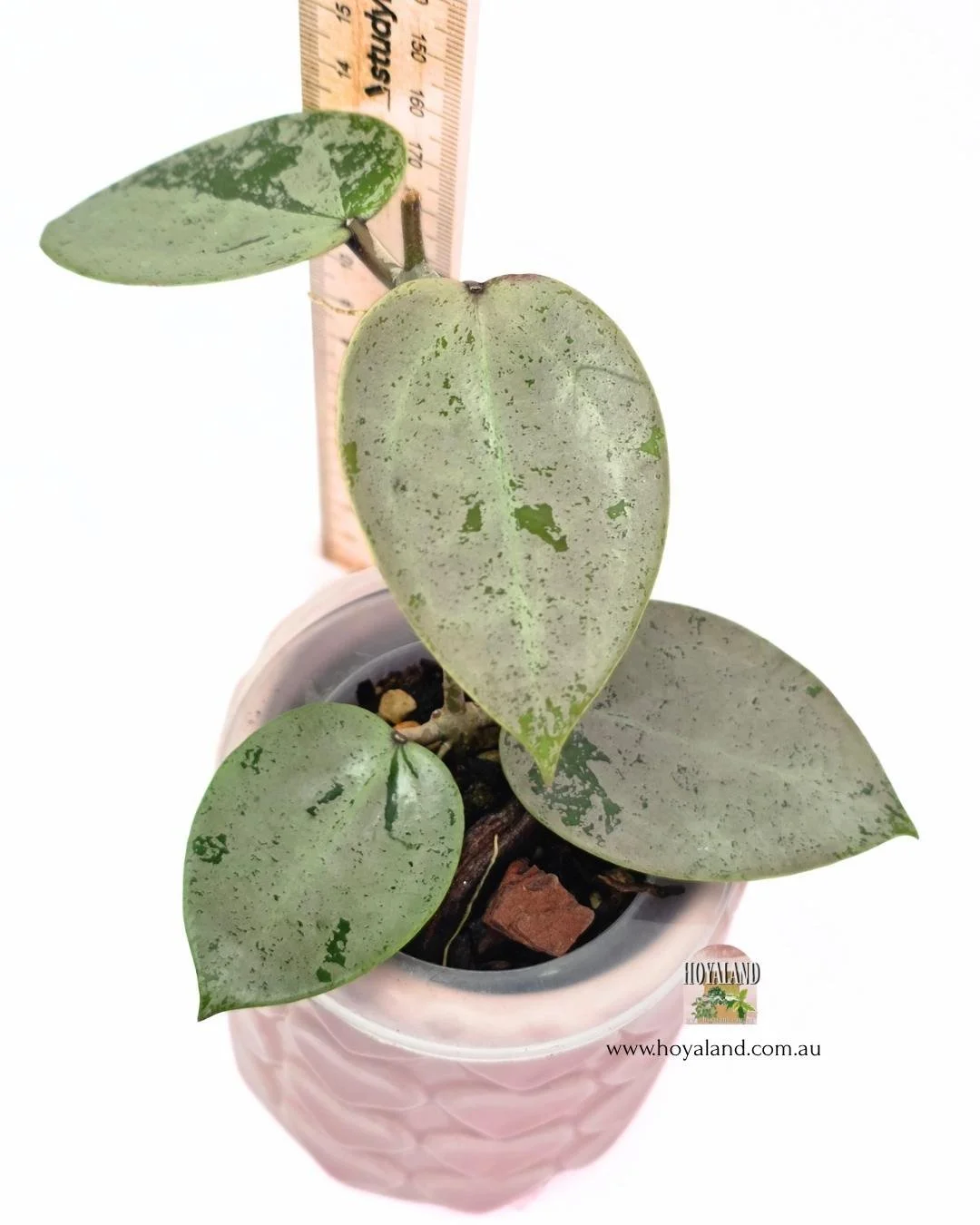 Hoya heart leaf silver.jpg