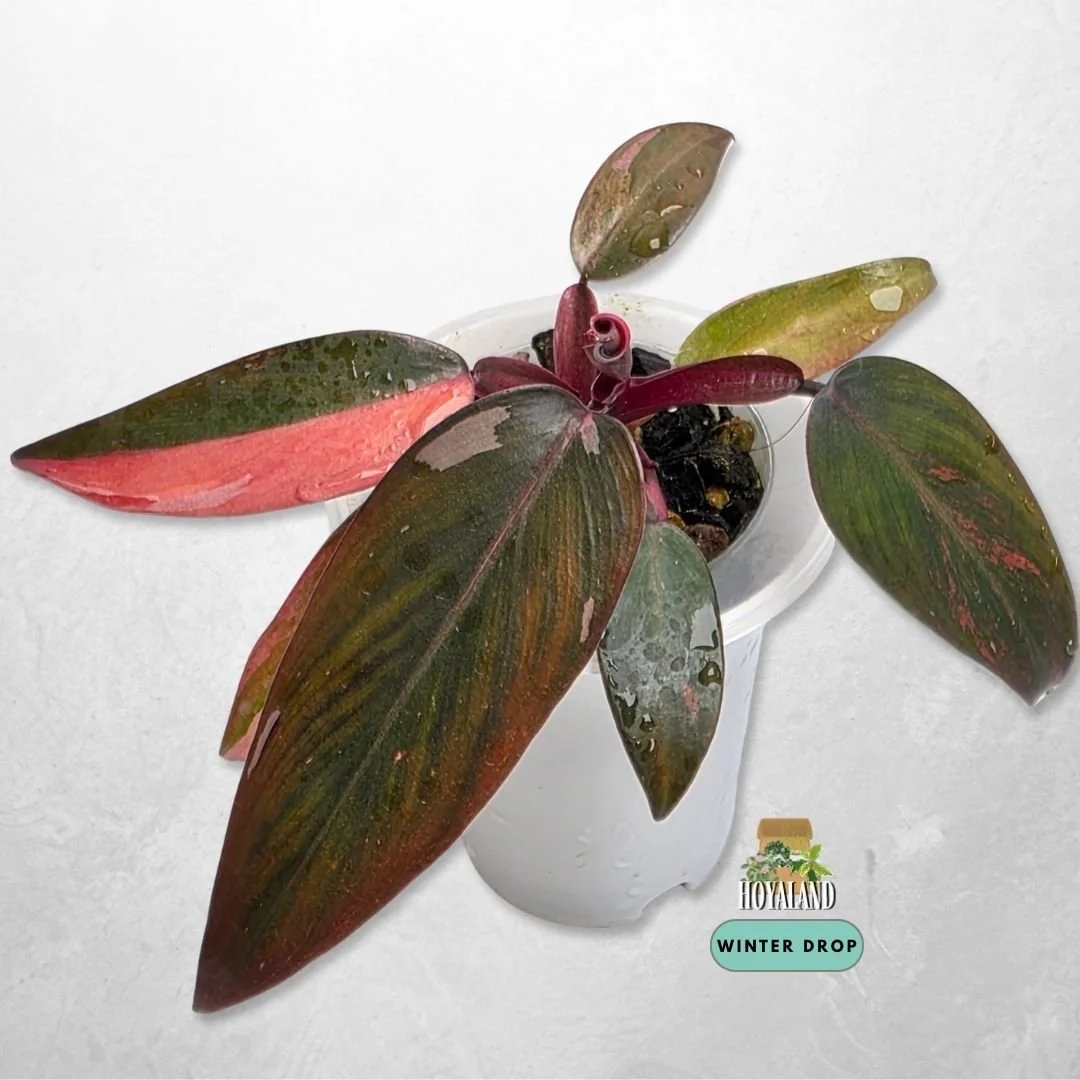 Philodendron Fire Princess grown from node displaying rich fiery variegation