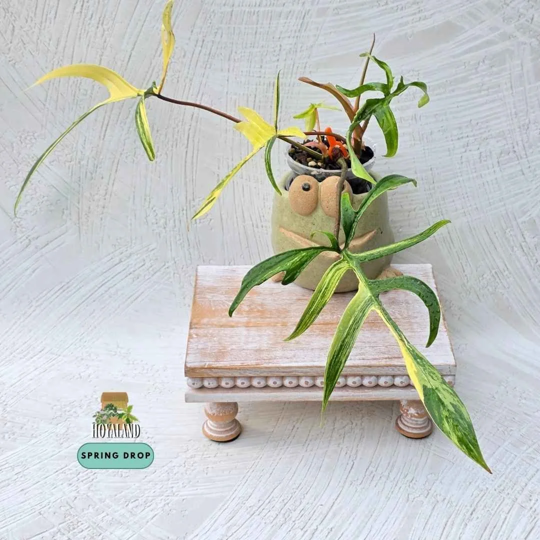 Established two-headed Philodendron Florida Beauty cross polypodioides showing deeply lobed foliage with high-contrast creamy yellow variegation