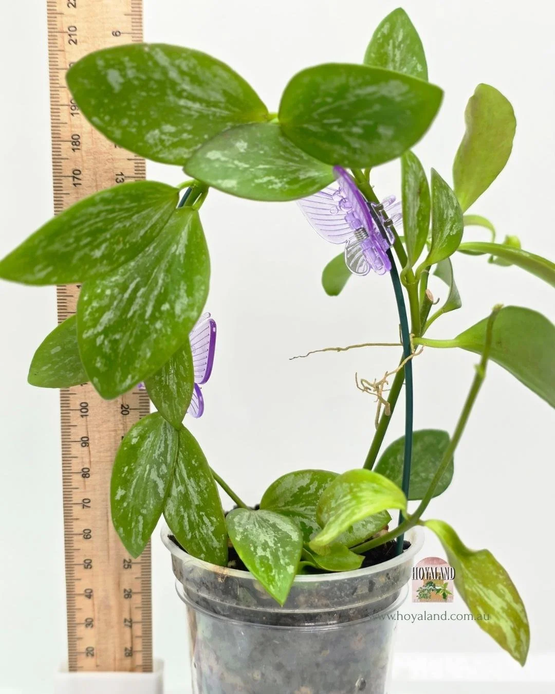 Hoya aff collina sp papua (3).jpg